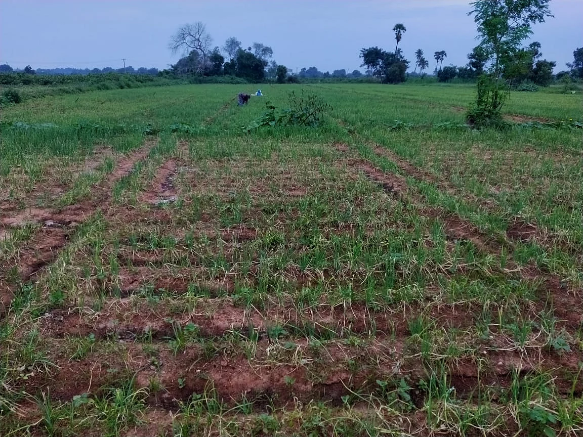வெங்காயம் பயிர் செய்த நிலம்