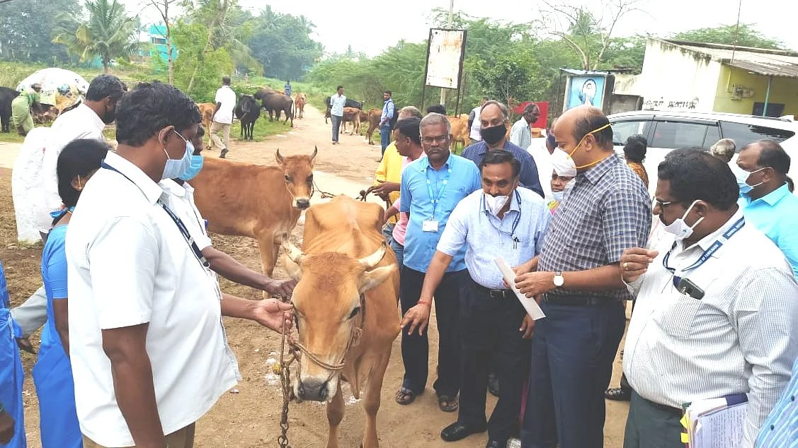 மாடுகளுக்கான சிறப்பு சிகிச்சை முகாம்
