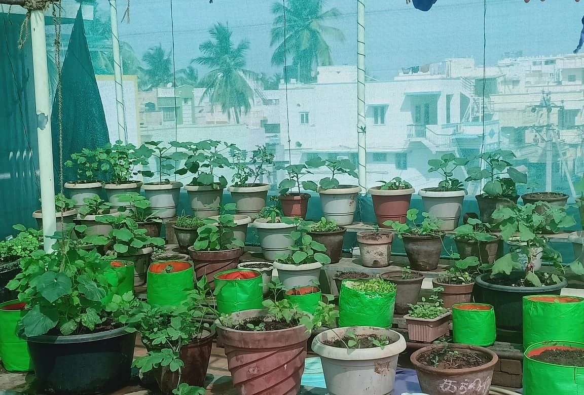வீட்டுத்தோட்டம்