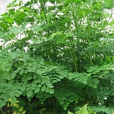 கீரைகள்