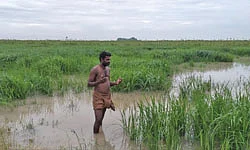 மழைநீரில் மூழ்கிய பயிர்கள்... பதைபதைக்கும் விவசாயிகள்!