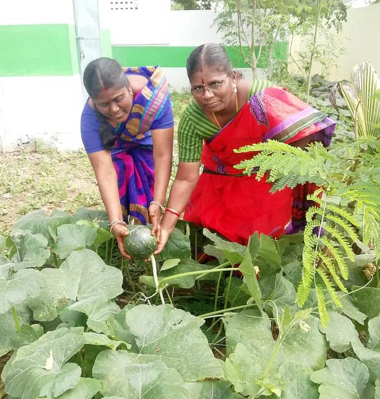 காய்கறித் தோட்டத்தில் கலா