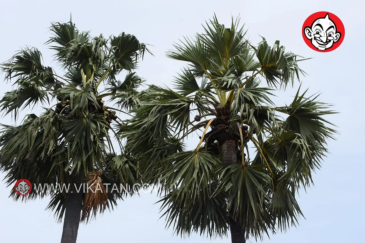 பனைமரங்கள்