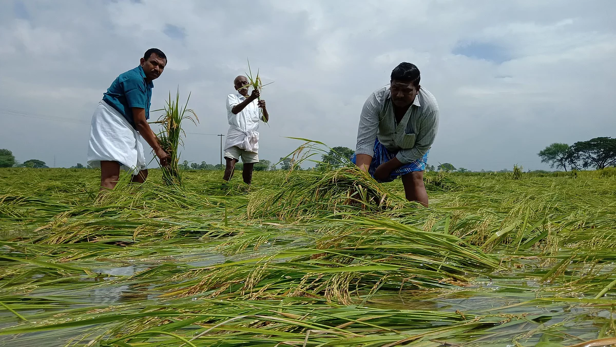 நெற்கதிர்கள்