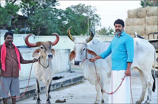 மாடுகளுடன்