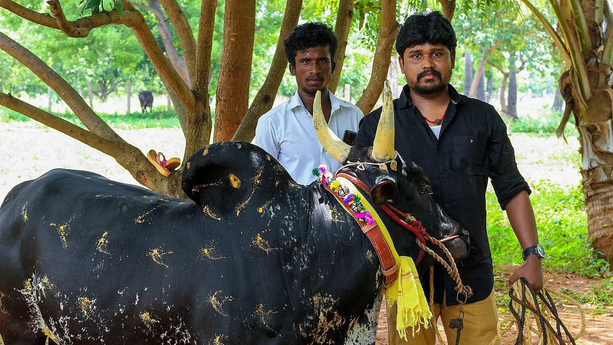 கருப்பன் | ஜல்லிக்கட்டு