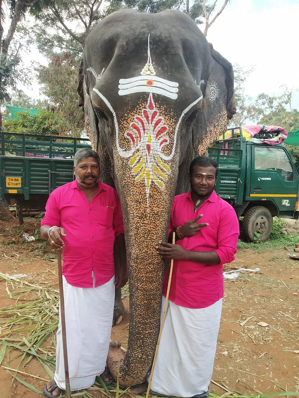 யானைகள்