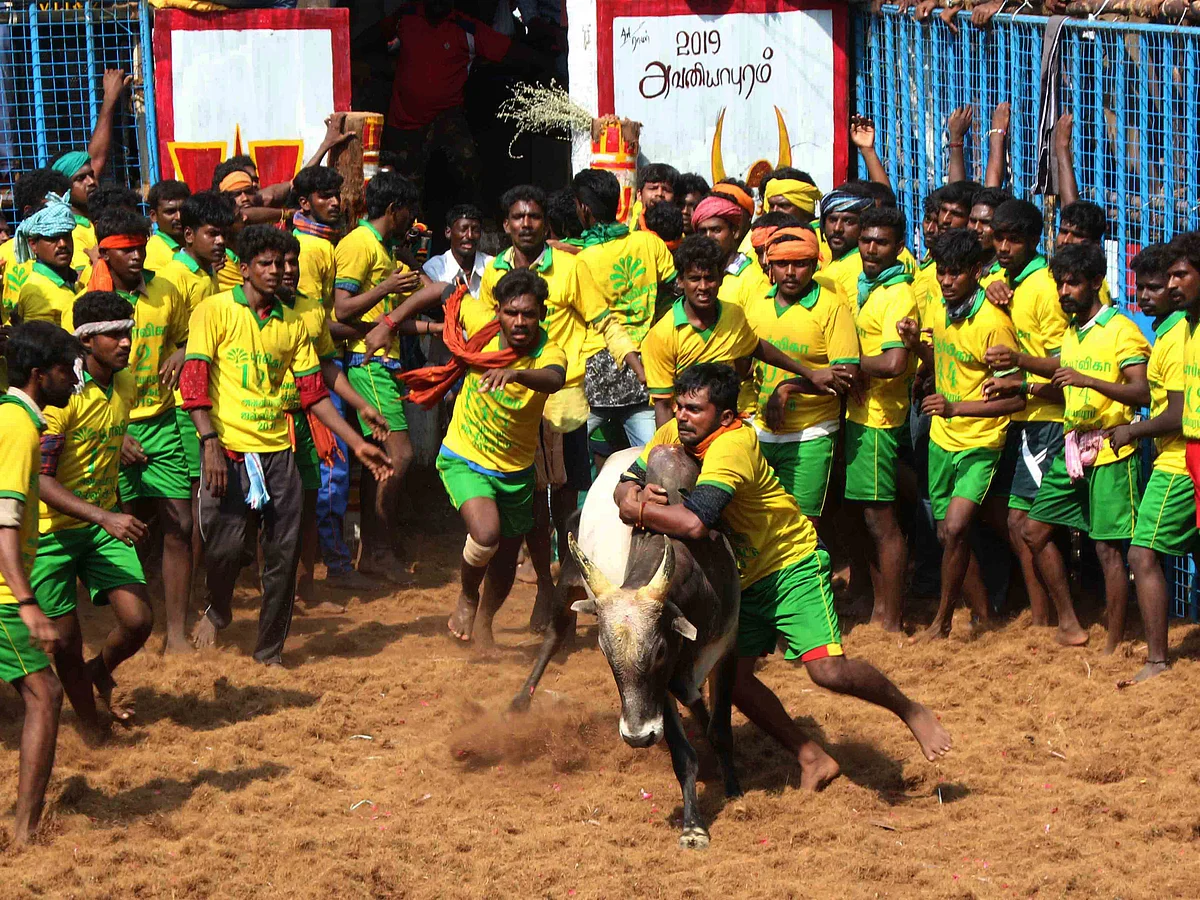 நீச்சல் முதல் வாடிவாசல் வரை... ஜல்லிக்கட்டு காளைகள் இப்படித்தான் தயாராகின்றன! (படங்கள்)