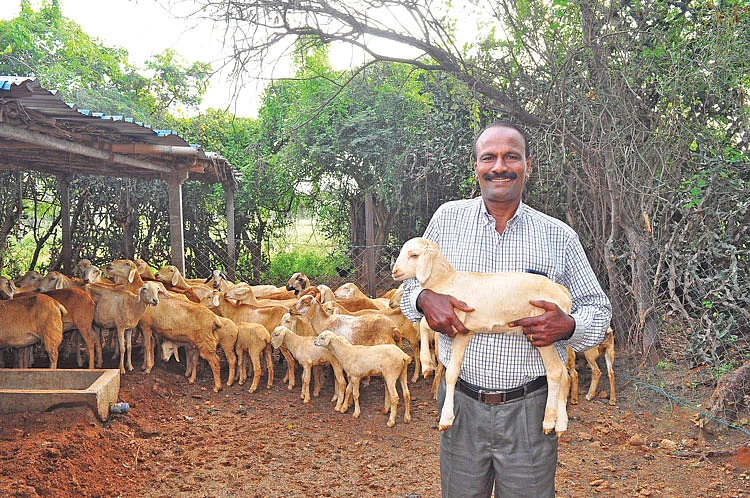 350 ஆடுகள்... 355 கோழிகள்... மாதம் ரூ.2,18,000 லாபம்!