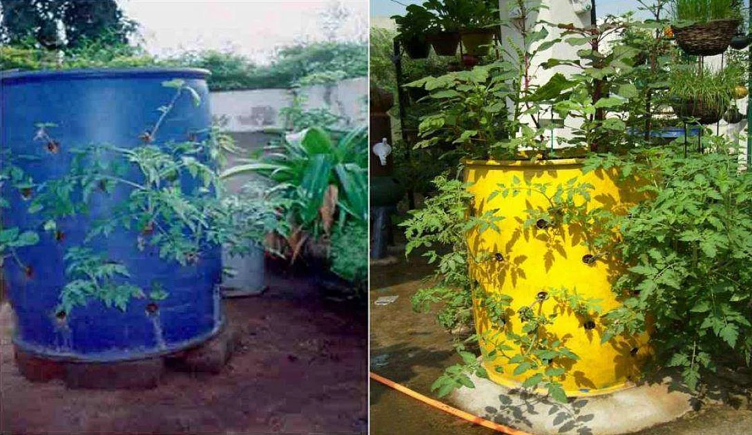 டிரம் மூலம் விவசாயம்