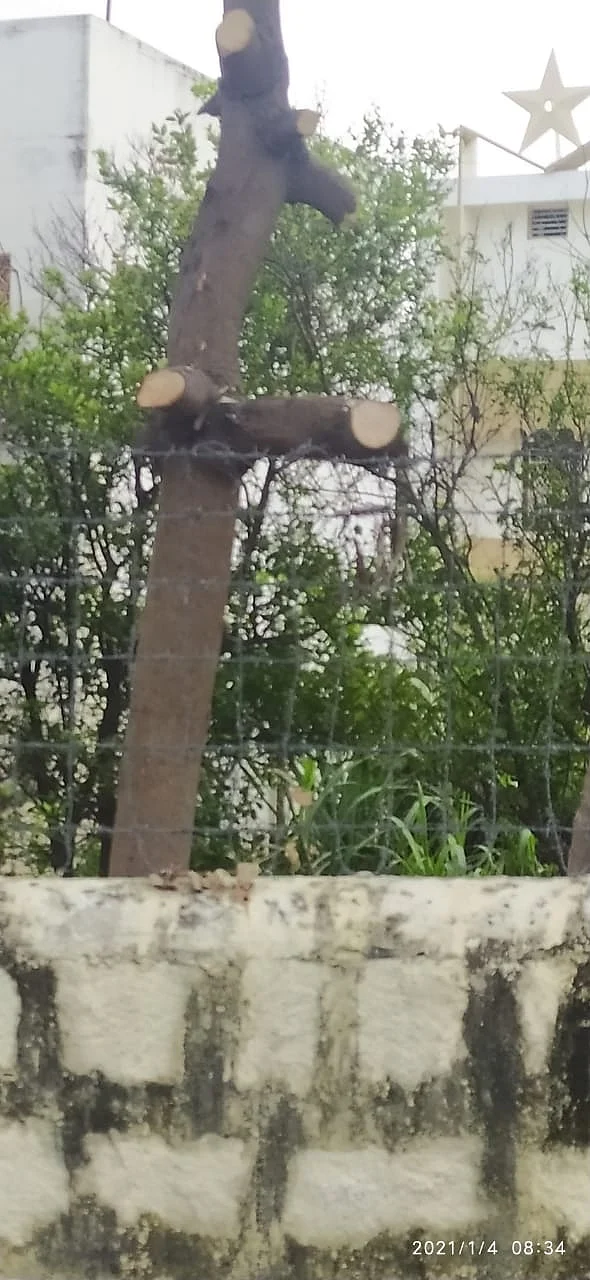 கிளைகள் கழிக்கப்பட்ட மரம்