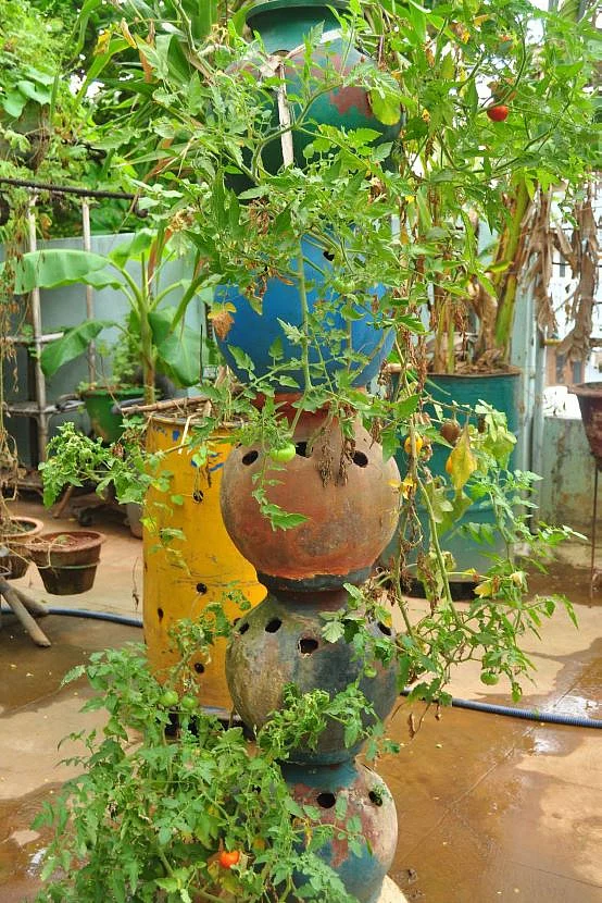 பானையில் தக்காளி