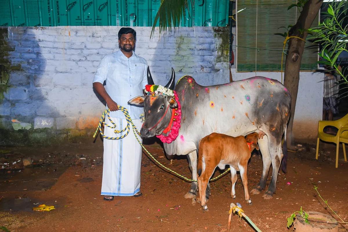 2021 ஜல்லிக்கட்டில் வழங்க உள்ள பசு