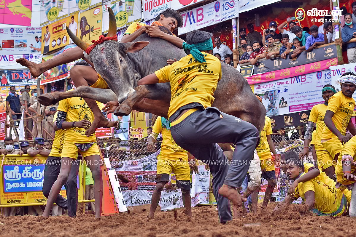 ஜல்லிக்கட்டு