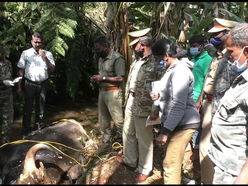 நீலகிரி: `5 நாள்களாக உணவு உண்ணவில்லை!’ - வெடிவைத்து வாய் சிதைக்கப்பட்ட காட்டுமாடு உயிரிழந்தது