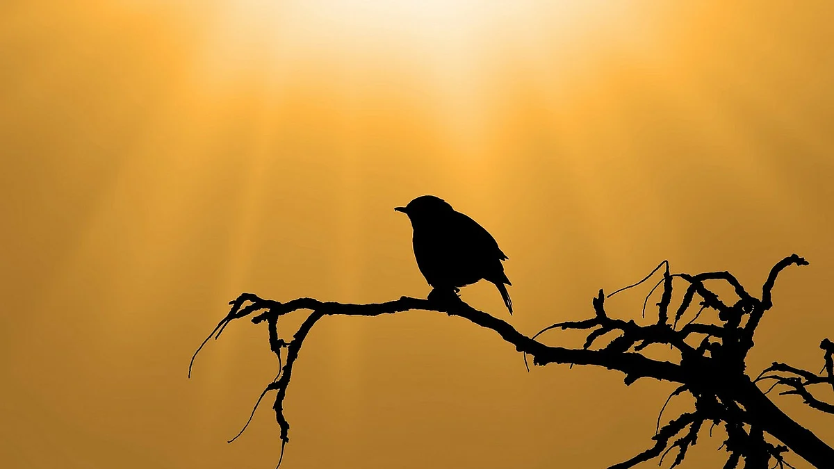 Sparrow