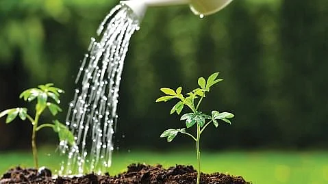 home gardening