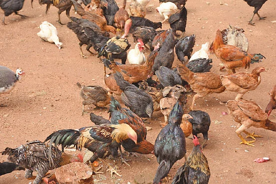 340 கோழிகள்... மாதம் ரூ.36,000... நல்ல வருமானம் கொடுக்கும் நாட்டுக்கோழிகள்!