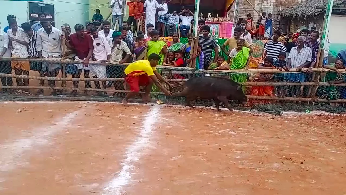 பன்றி தழுவும் போட்டி
