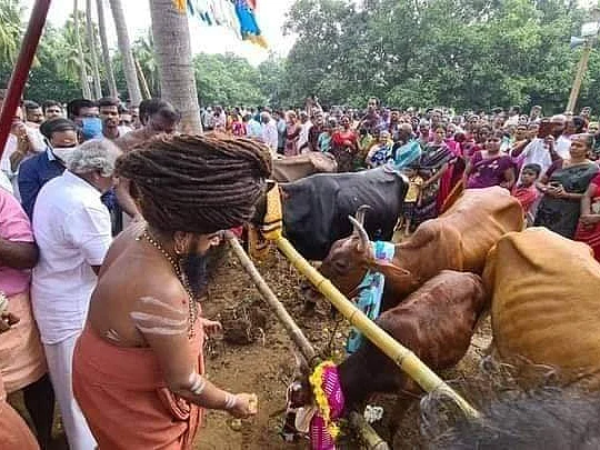 தருமபுர ஆதீனத்தில் உலக அமைதிக்காக 108 அஸ்வ பூஜை, கோ பூஜை, ரிஷப பூஜை, பைரவ பூஜை!