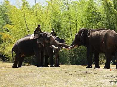 Elephant rescue operation