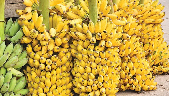 வாழையின் விலை இனி எப்படி இருக்கும்?