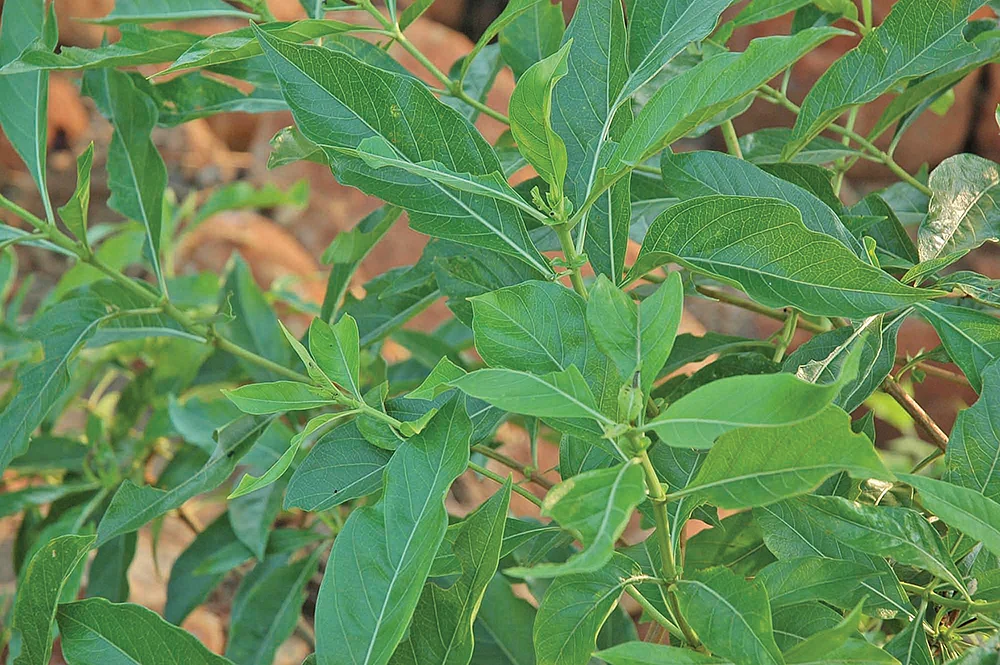 eesan malai