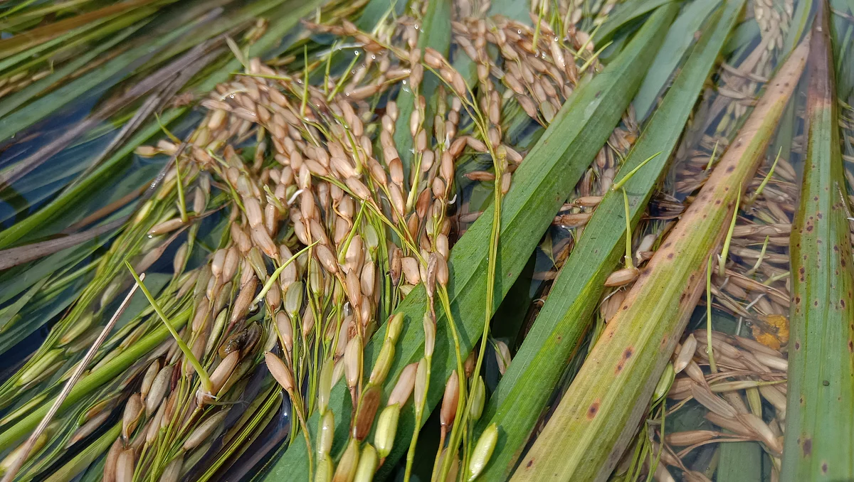 மழையால் சேதம்
