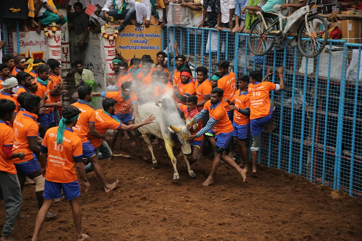 அவனியாபுரம் ஜல்லிக்கட்டு