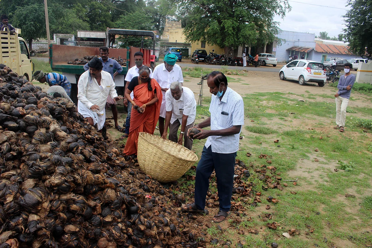 மலைபோல் பனைவிதைகள்