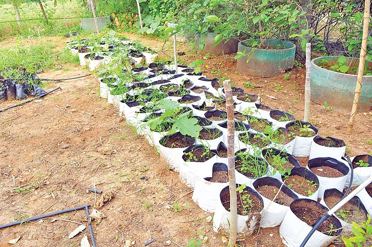 இயற்கை இடுபொருள்கள்