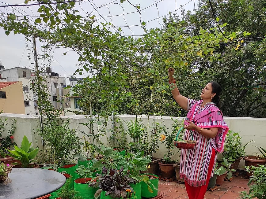 மாவுப்பூச்சிக்கு புளிச்ச மோர், இரும்புச் சத்துக்கு முருங்கை இலை... மாடித்தோட்ட அனுபவங்கள்! - 16