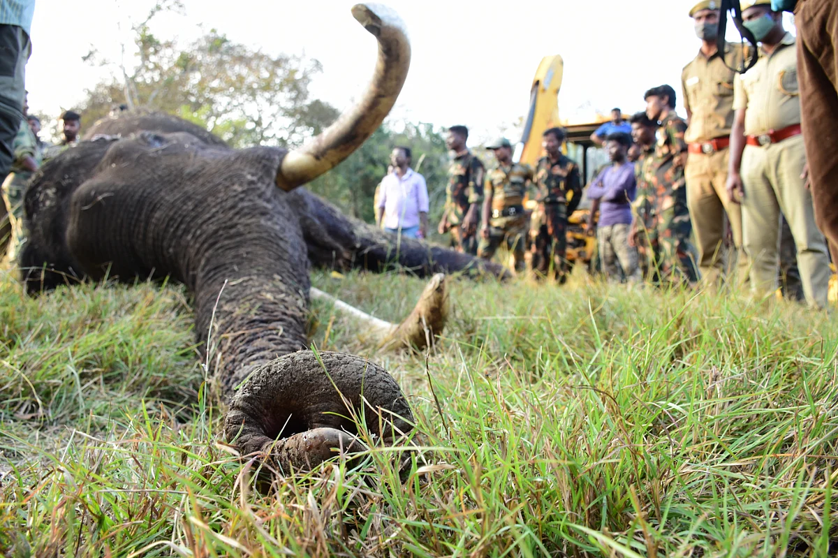 elephant died