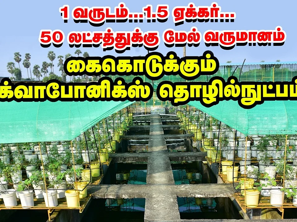 லட்சங்களில் லாபம் தரும் அக்வாபோனிக்ஸ் தொழில்நுட்பம்! #Aquaponics