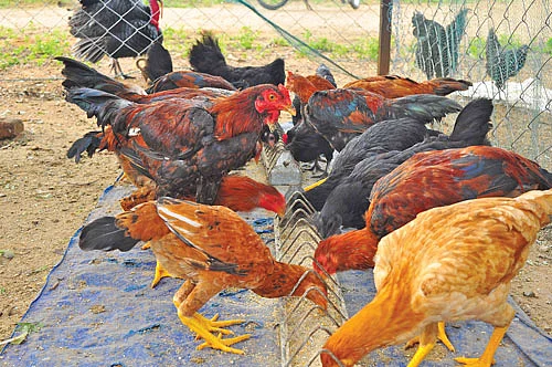 350 ஆடுகள்... 355 கோழிகள்... மாதம் ரூ.2,18,000 லாபம்!