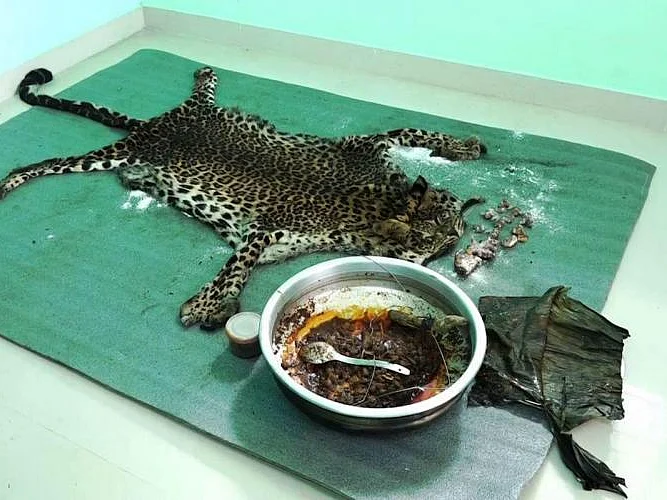 சிறுத்தையின் உடல் பாகங்கள்