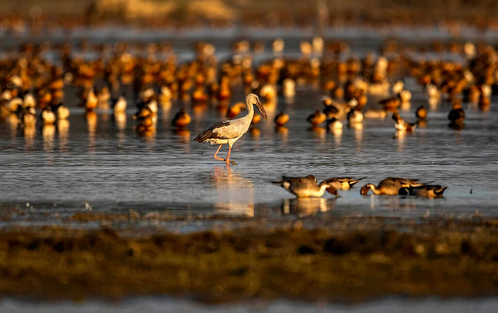 Migratory birds are seen at a wetland in Pobitora Wildlife sanctuary, outskirts of Gauhati, northeastern state of Assam