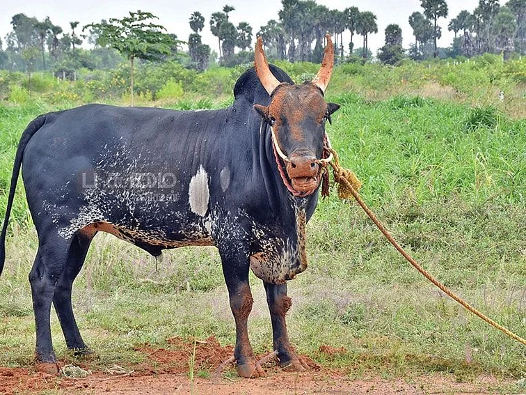 புலிக்குளம் காளை... ஜல்லிக்கட்டில்... பாயும் புலி! கழனிக்காட்டில்... கலக்கும் கில்லி!