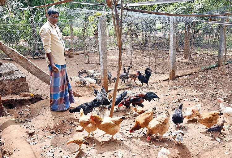கோழிகளுடன்