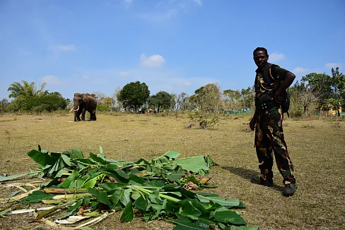 anti poaching watcher