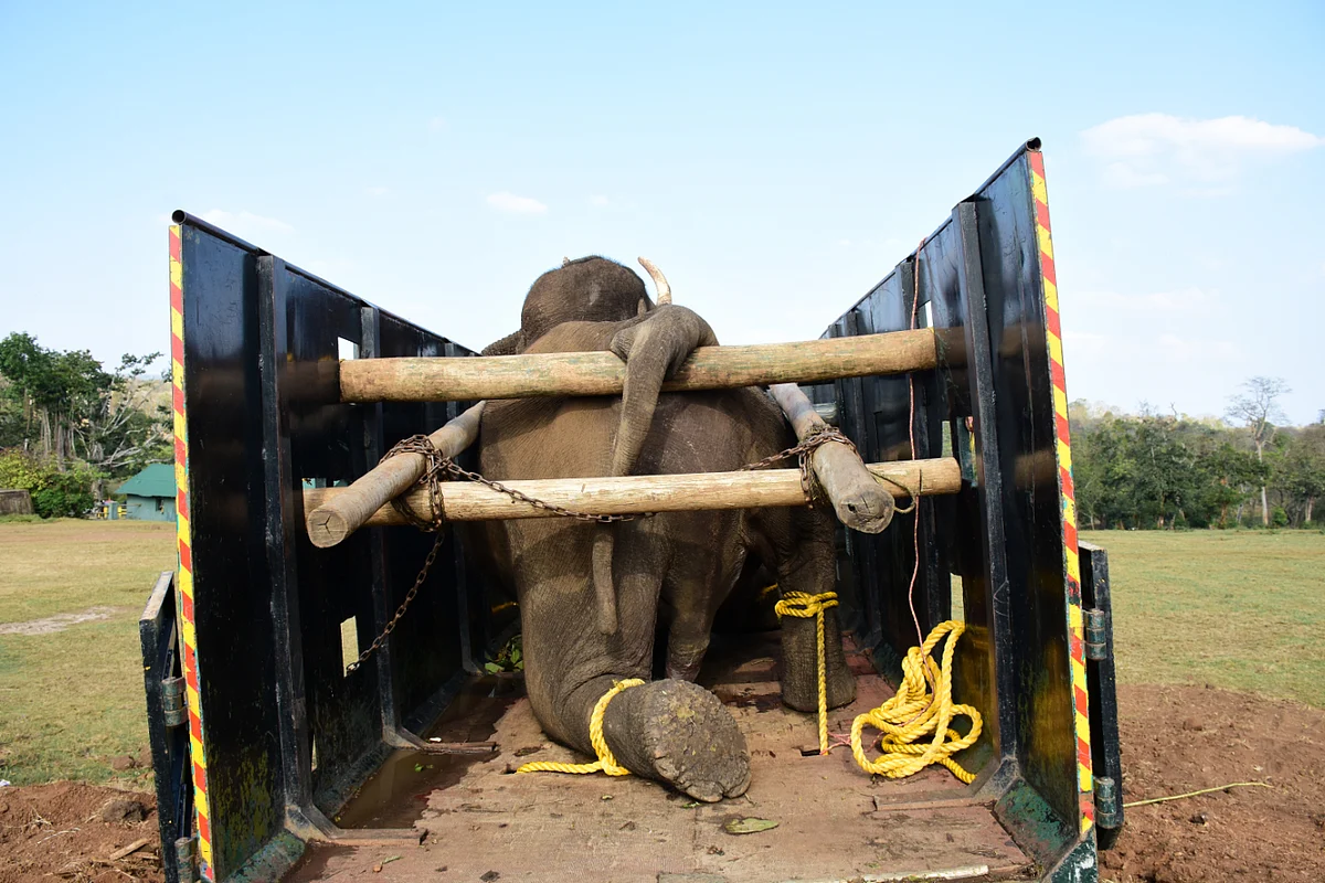 elephant died