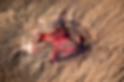 wound on the elephant