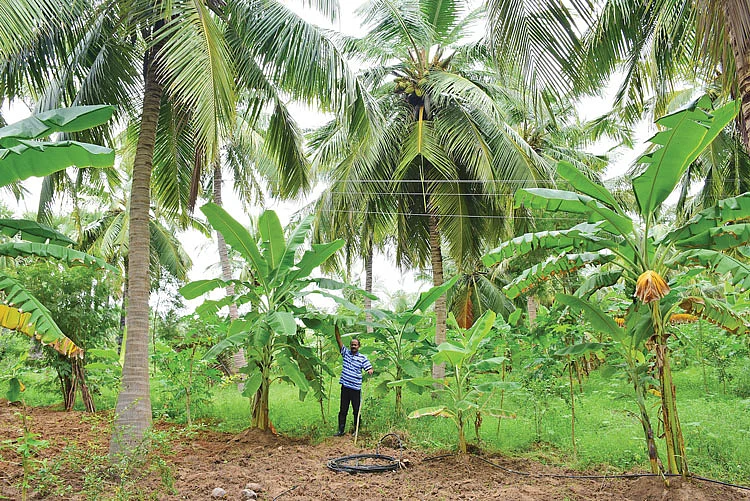 தென்னையில் ஊடுபயிராக வாழை