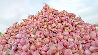 வெங்காயம்