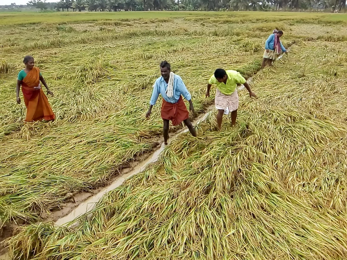 `புயலைவிட பெரிய பாதிப்பு!’ - தொடர்மழையால் கலங்கி நிற்கும் டெல்டா விவசாயிகள்