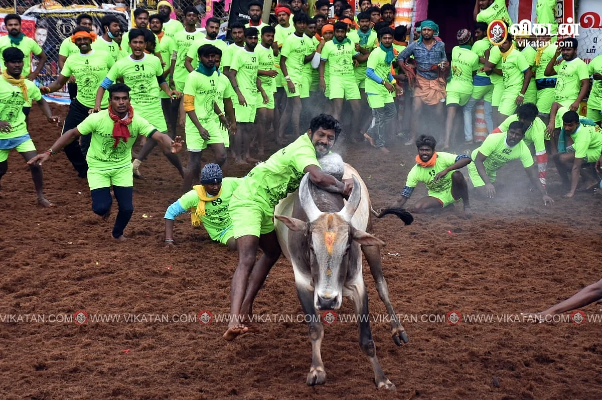 ஜல்லிக்கட்டு : `சிறந்த மாடுபிடி வீரர்களுக்கு அரசு பணியில் முன்னுரிமை!’ - அமைச்சர் ஆர்.பி. உதயகுமார் 2 பாலமேடு ஜல்லிக்கட்டு