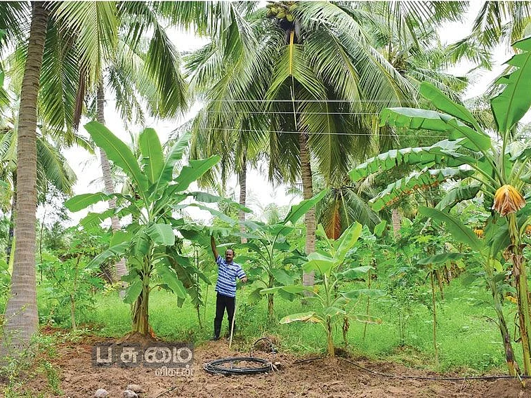 600 வாழை மரங்கள், ரூ.1,58,000 வருமானம்... மூன்றாம் மறுதாம்பிலும் வாரிக்கொடுக்கும் வாழை!