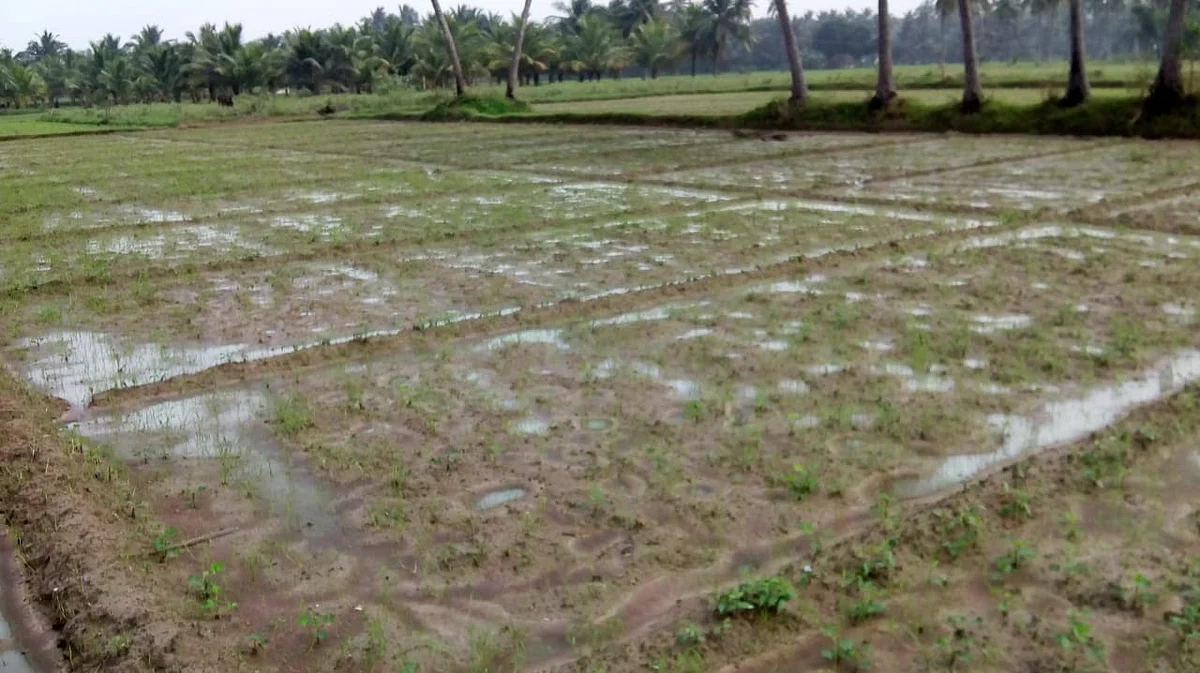 தண்ணீரில் மூழ்கிய நெற்பயிர்கள்