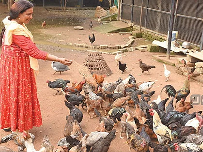 340 கோழிகள்... மாதம் ரூ.36,000... நல்ல வருமானம் கொடுக்கும் நாட்டுக்கோழிகள்!