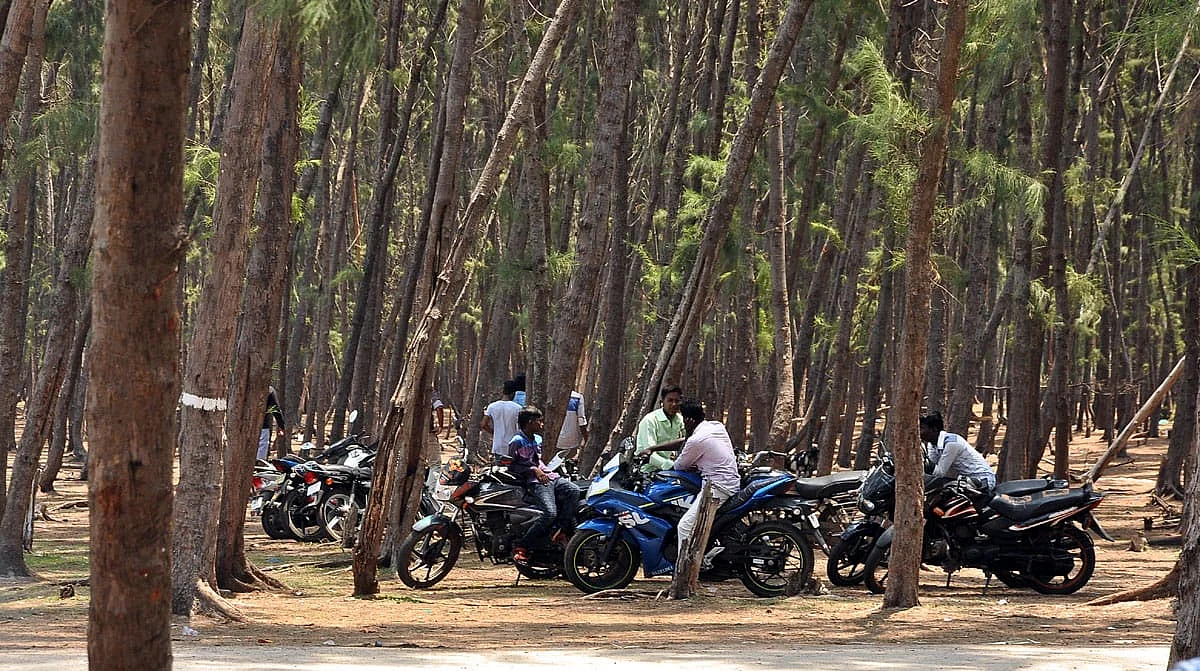 அரியமான் கடற்கரை சவுக்குமரங்கள்